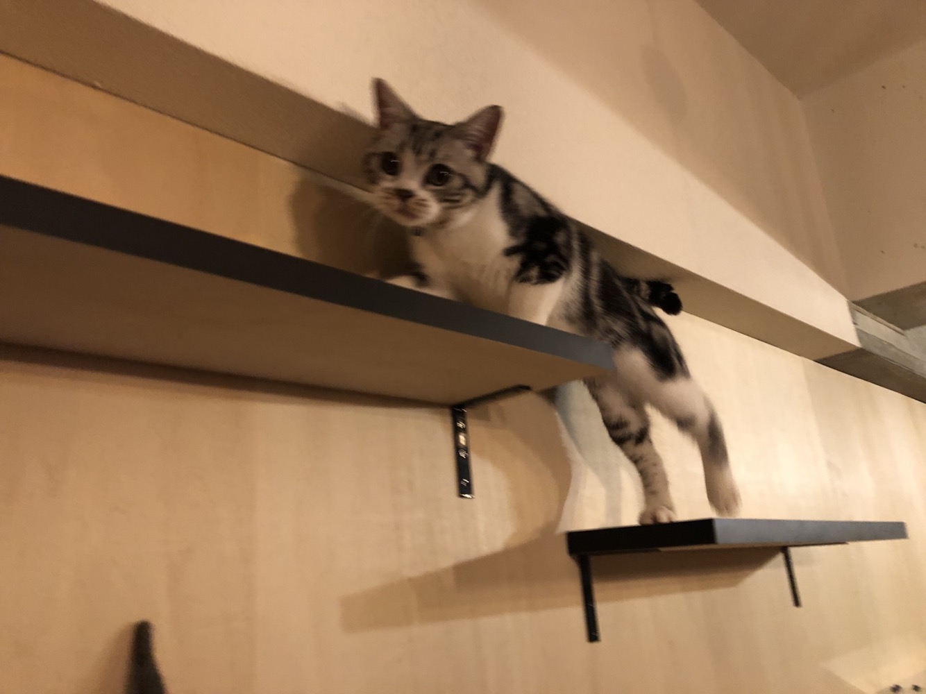  キャットウォーク