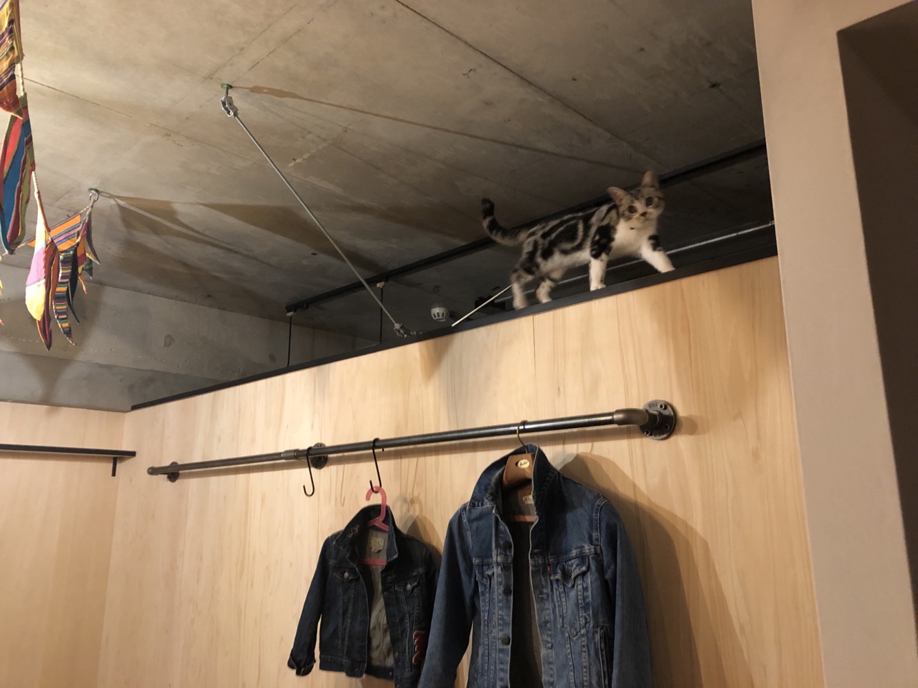  猫るんるん
